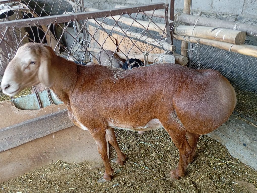Quchoq 4yoshdan oshgan ogʻirligi 120-130