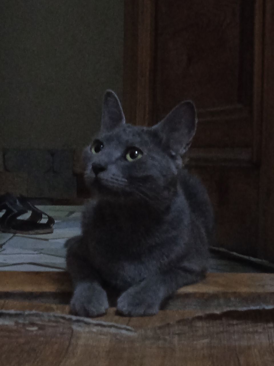 Отдам даром котят и кошку