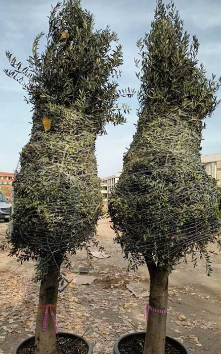 Plante ornamentale decorative pentru peisaje naturale