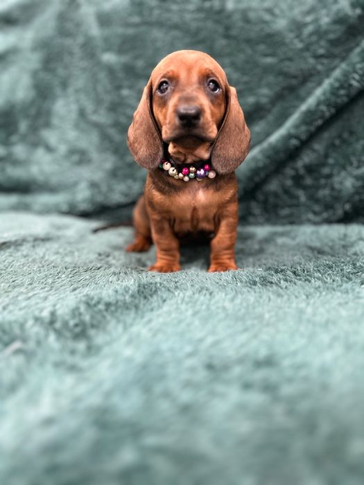 Femela teckel cu Pedigree FCI