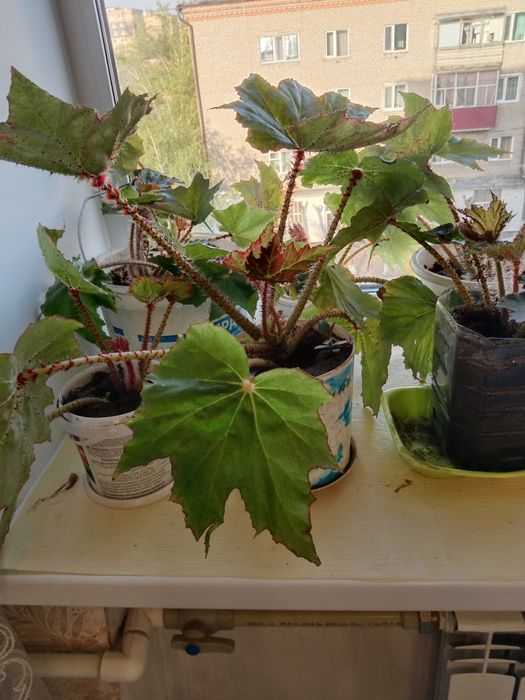 Продам комнатные растения бегония
