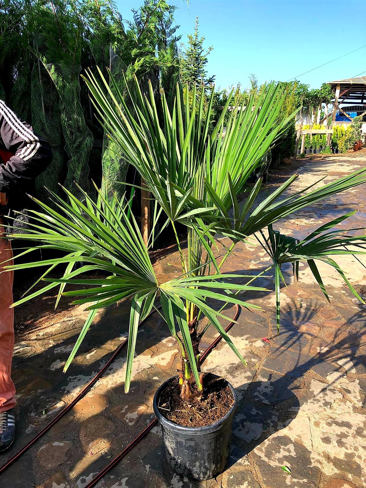 Vand palmieri, Cycas, Trachycarpus fortunei, phoenix, livrez în țară.