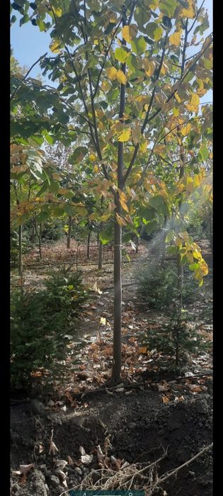 COPACI ORNAMENTALI mestecan/tei/platan/plop/frasin