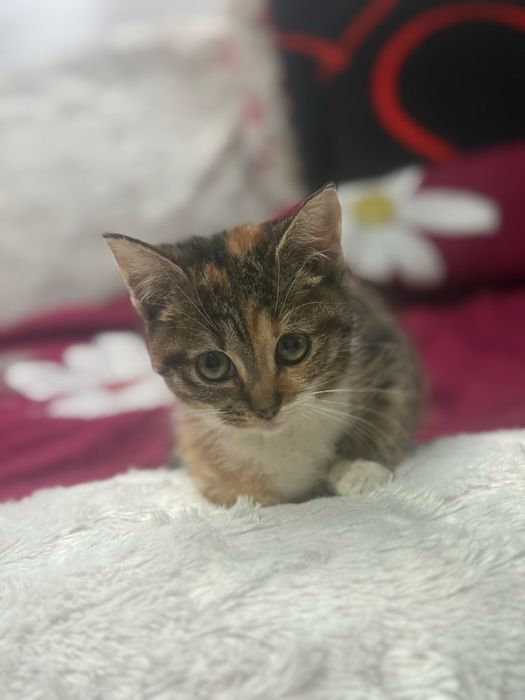 Donez Pui de Pisica , Rasa Europeana , Varsta 2 luni