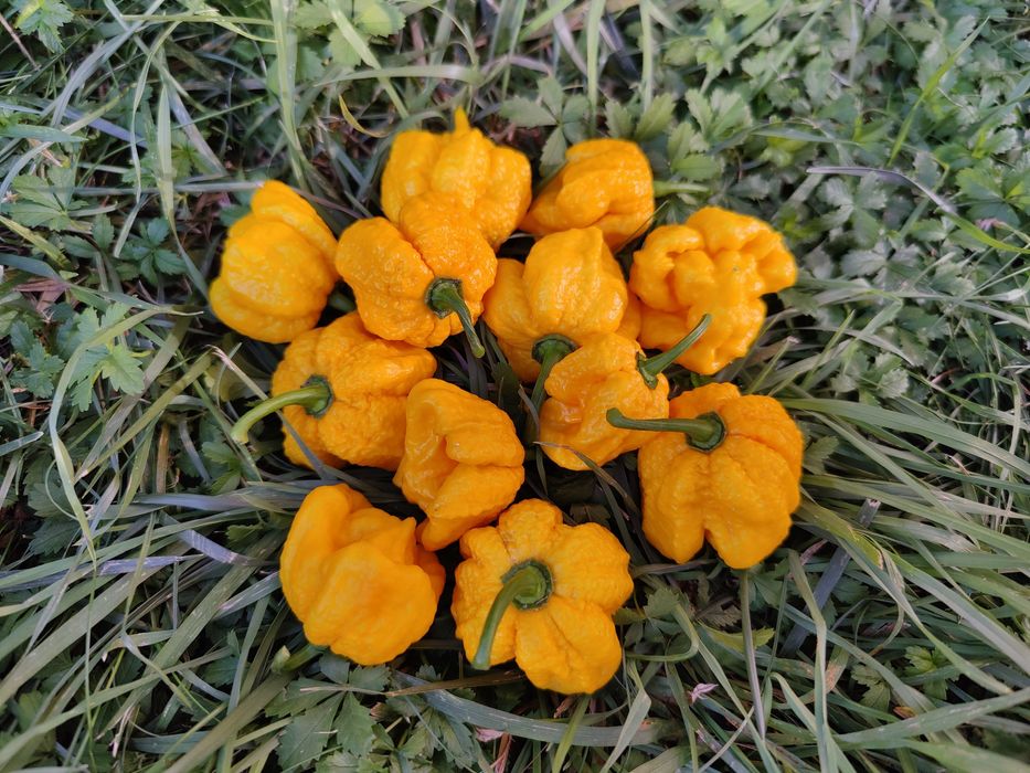 Seminte ardei iute Aji, habanero, carolina, sugar rush etc.