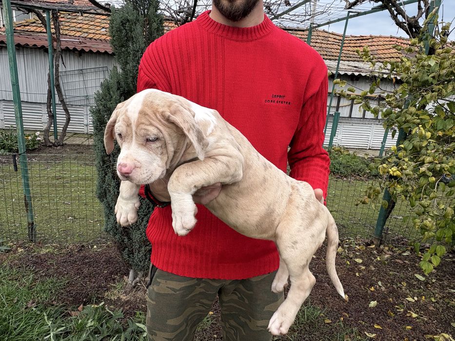 Американско Були Хл