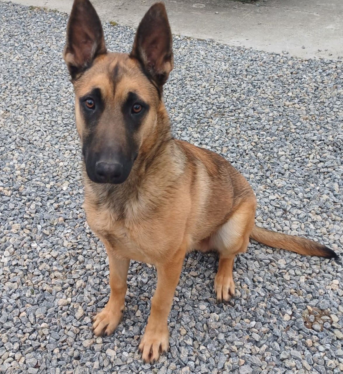 Câine Ciobanesc Belgian - Malinois