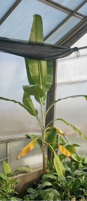Bananier fructifer musa acuminata - Dwarf cavendish