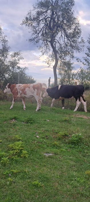 Vaci de vânzare, două sunt gestante.