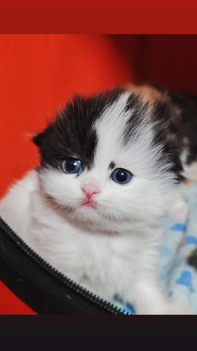 Шотландские котята скоттиш фолд страйт хайленд, золотые шиншилы