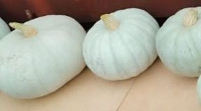 Продам тыкву. Тыква