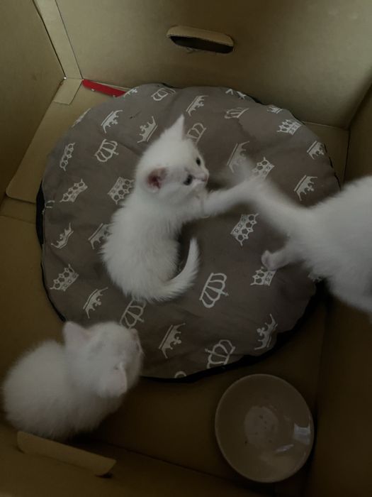 Продам котят породистые