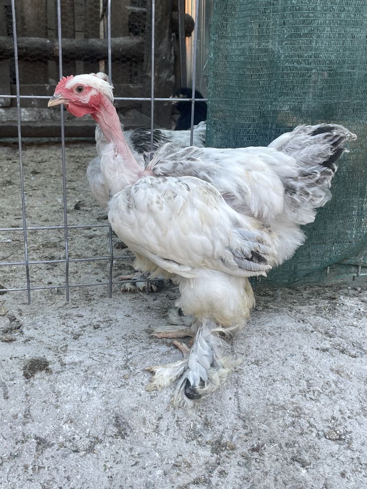 Cocosei de vanazare