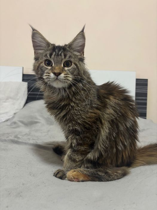 Котенца Мейн Куун