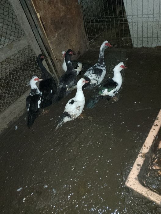 Vând rațe mute preț 100 de lei bucata