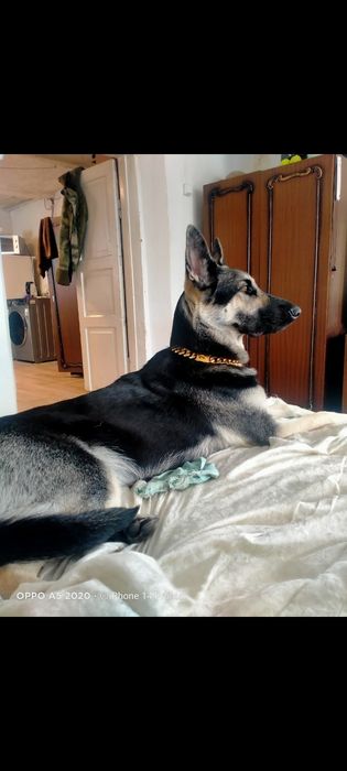 Готовы к бронированию щенки восточно-европейской овчарки  17 октября