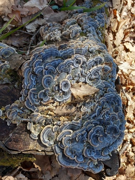 Ciuperci medicinala coada curcanului