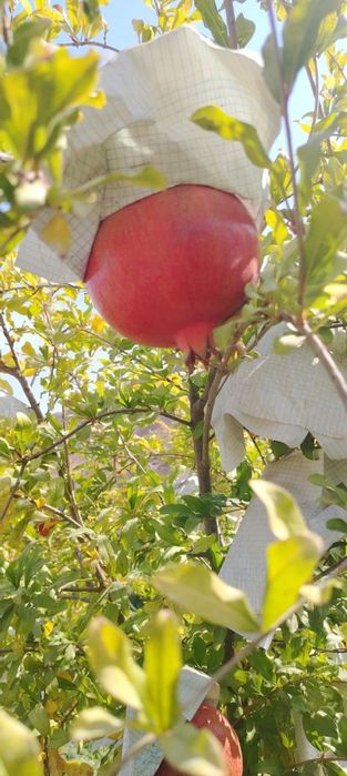 Sherabod anori, Щербацкий гранаты