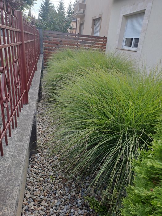 Vând trei buc. iarbă de pampas