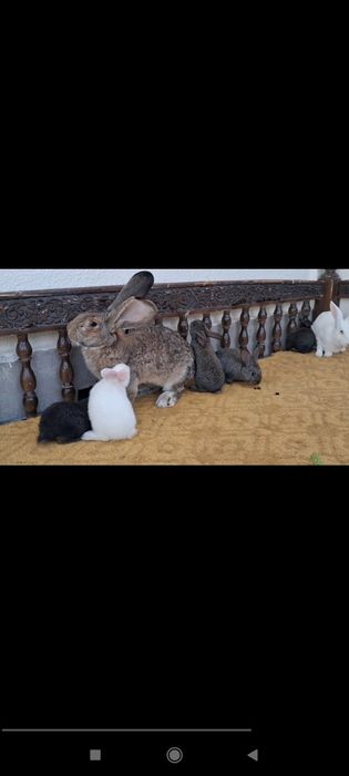 Куйон болалари сотилади она хикол ота фландр тез усади йирик булади