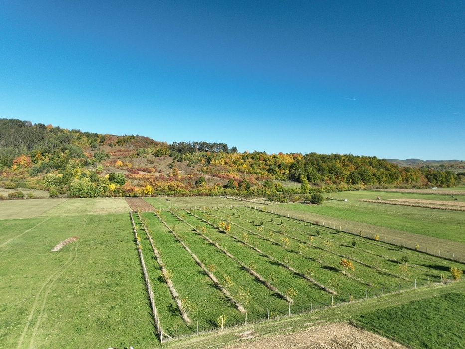 De vanzare livada de nuci + Castan anul 6