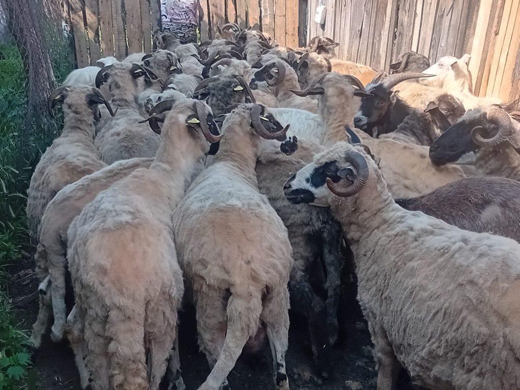 Vând oi Breze cu lapte