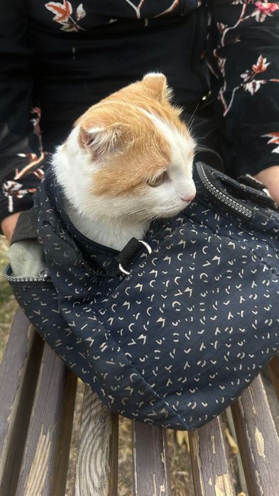 Кот Симба ищет дом