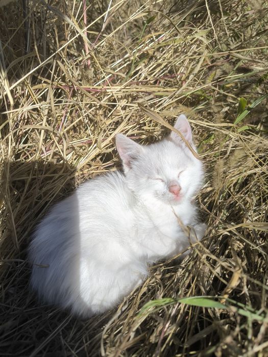 Котята девочки 2 мес