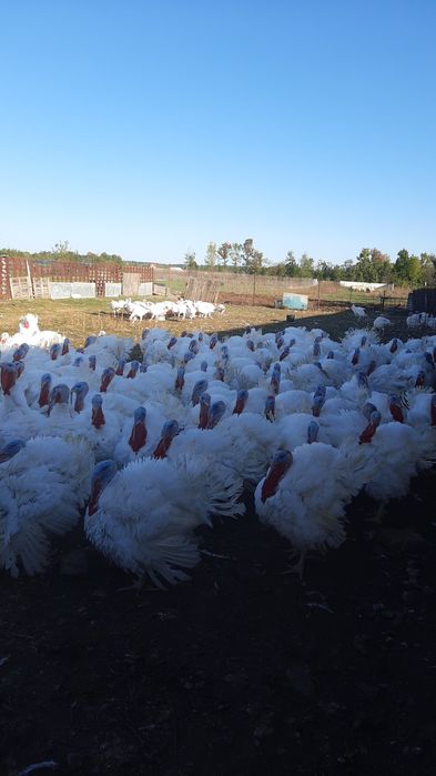 Vând curcani big 6 crescuti natural