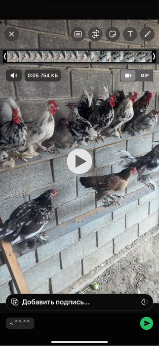 Японскйе петушкй 4000