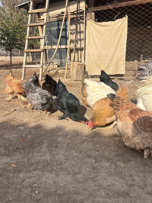 Тауықтар Куры сатылады