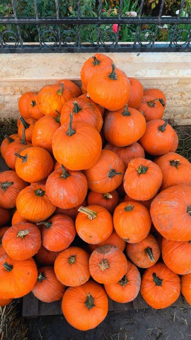 Vand dovleac haloween