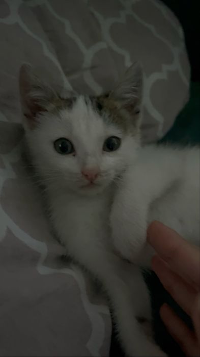 отдам котенка в добрые руки