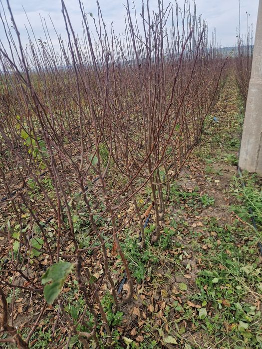 Pomi fructiferi de la producator