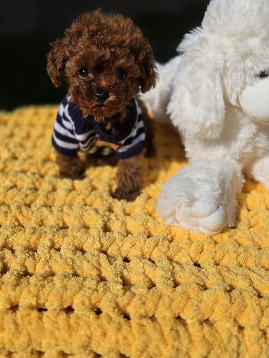 Резервиран !Тийкъп момче/ Tea cup/ с документ за произход