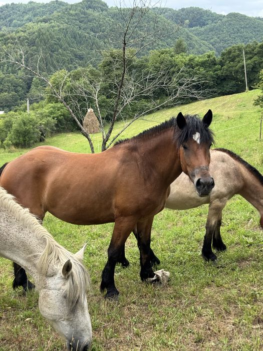 Vând cai, mânză de 3 ani, mânz castrat !