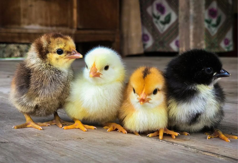 Продам домашних цветных цыплят