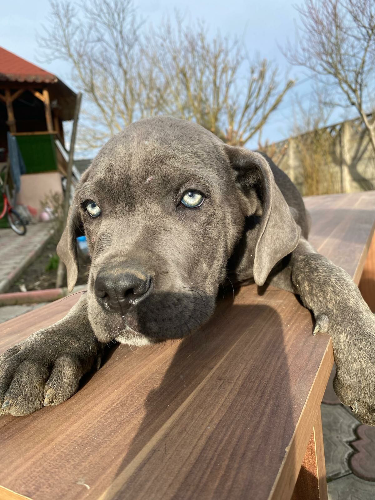 Cane corso italiano