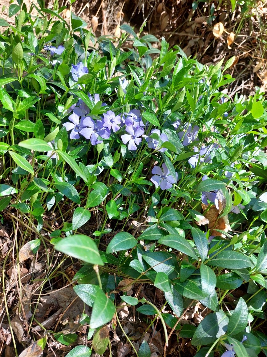 Vinca minor -planta perena ,margaritar,Pecetea lui Solomon