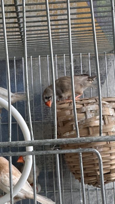 Zebre australiene , canar , pescarus