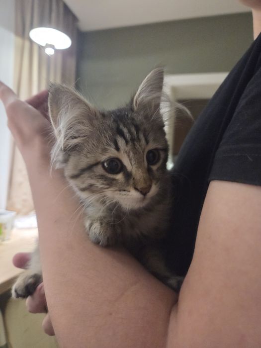 Котёнок, примерно 3 месяца.