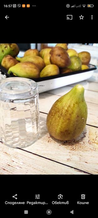 Фиданки и разсад смокини