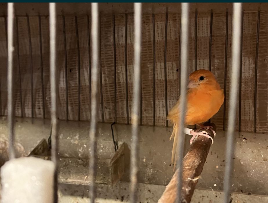 Канарейки красного, зеленого, морковного и других окрасов