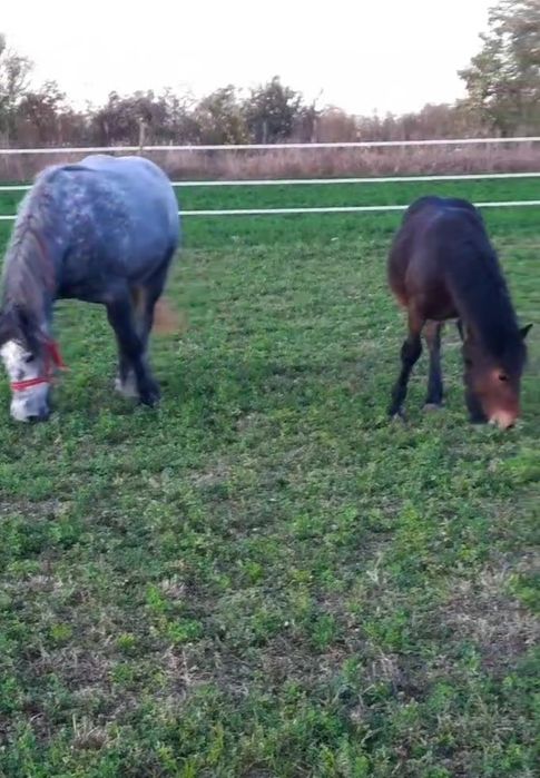 ‼️Manză semigrea de 6 luni ( iapă nu armăsar) foarte blândă 1700€‼️