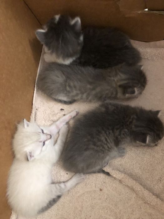 Продается кошка с котятами