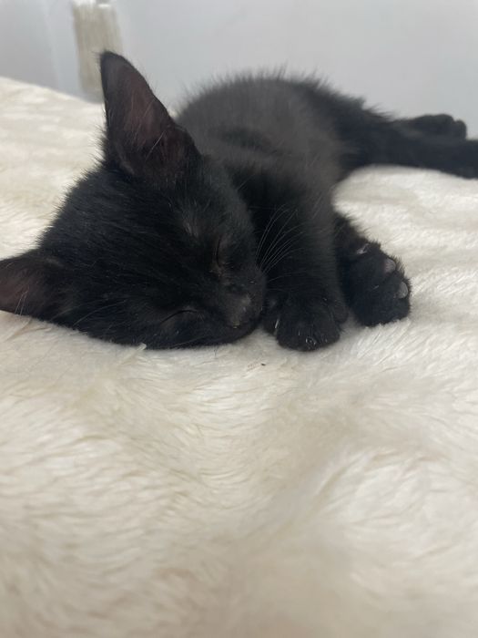 Отдам котенка в добрые руки