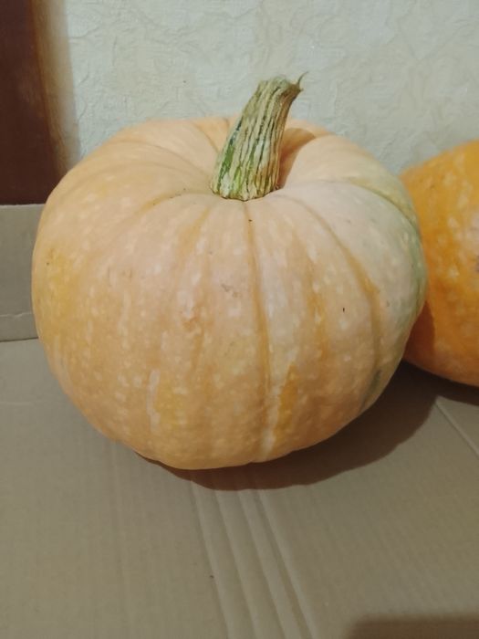Продам тыкву этого сезона