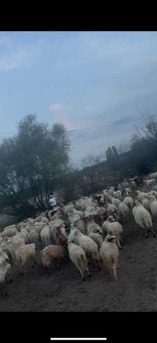 Oi de vânzare – sănătoase, bine îngrijite, preț avantajos
