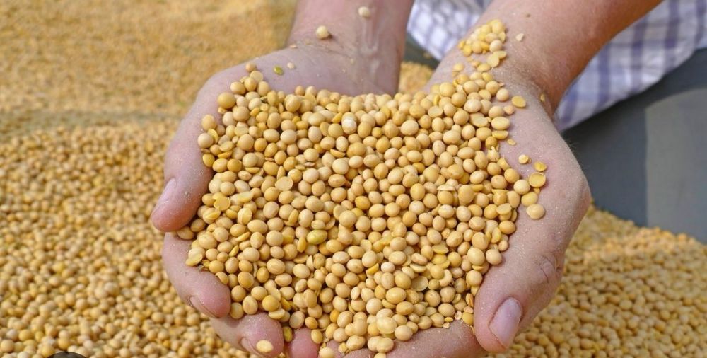 Vând soia, recoltă 2025. 2 lei/kg