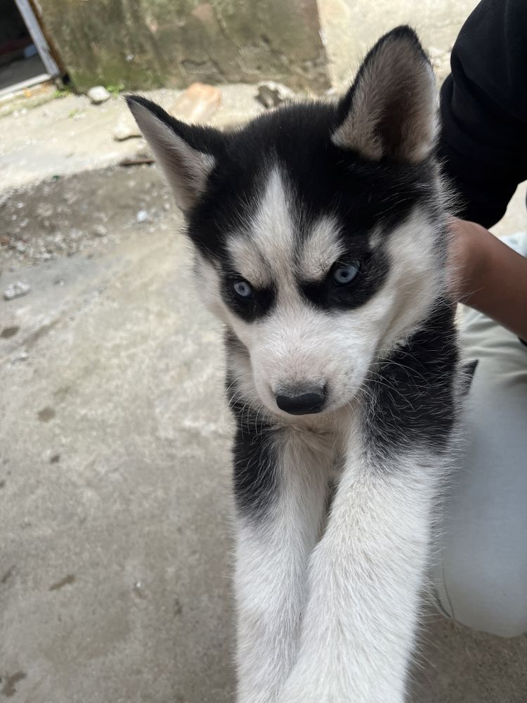 Pui Husky Siberian